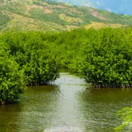 Mangroves à La Cahouanne, Commune de Tiburon